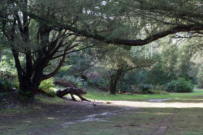 Botanic Gardens Kilmacurragh Eklaprod